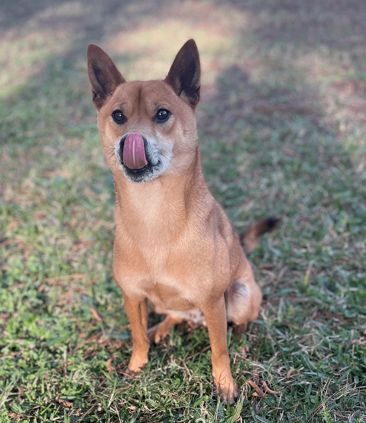 Closeup shot of brown color puppy with tongue out